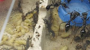 Муравей бульдог (Myrmecia pyriformis)