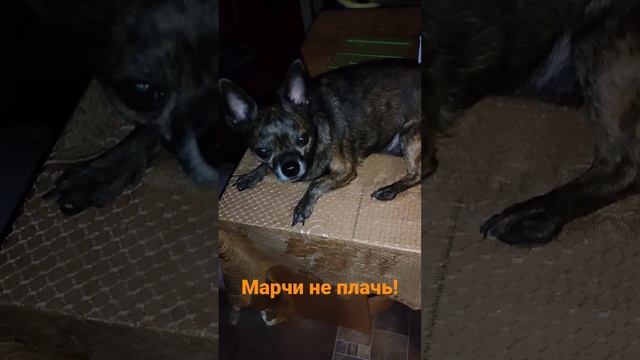 Марчи не плачь!!!! Очень боится стричь ногти!!! расстроен!