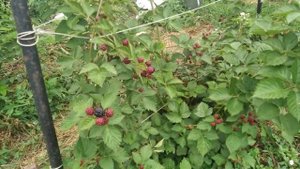 ежевика Астерина,начало плодоношения,куст 2 летка