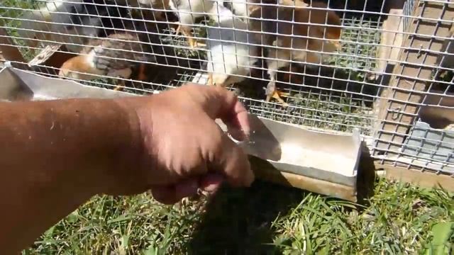 КЛЕТКА ДЛЯ ЦЫПЛЯТ .. смотреть онлайн