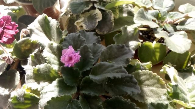 ФИАЛКИ НА ПОДОКОННИКЕ ЛЕТОМ ! ОБЗОР смотреть онлайн