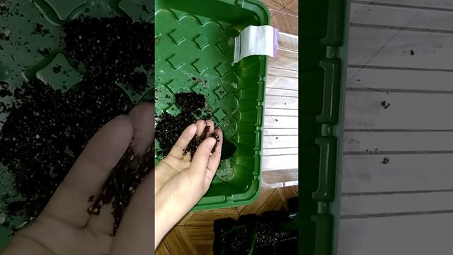 Замиакулькас Размножение черенками часть 2