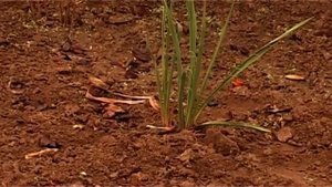 Коротко о главном.  Сроки внесения удобрений