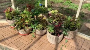 Колеусы в стеклянном доме ?