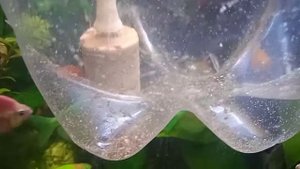apistogramma рамирези- кормление малька яичным желтком