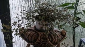 Мюленбекия, уход и содержание!