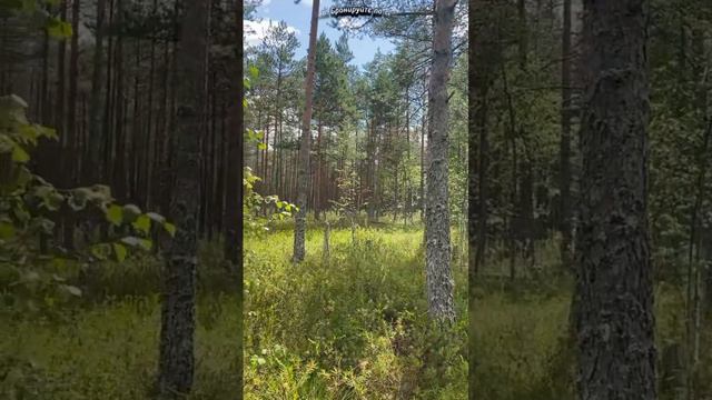 Красоты рядом с Усадьбой