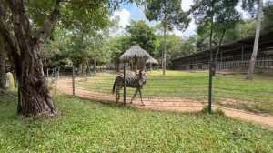 САФАРИ ВО ВЬЕТНАМЕ | Фукуок 2024 | Vinpearl Safari Phu Quoc