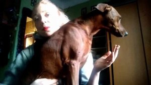 ПОРОДЫ СОБАК -  Немецкий Пинчер