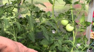 Помидоры(Томаты). Июнь 2024 г. Полный комплекс работ по уходу