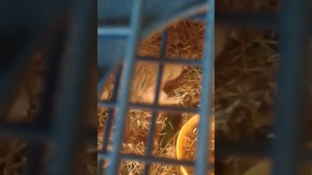 Следим за хомяками, чёрный хомяк девочка скоро родит детей смотреть онлайн