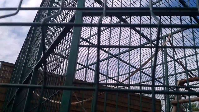 Бердянский Зоопарк обезьянки смотреть онлайн