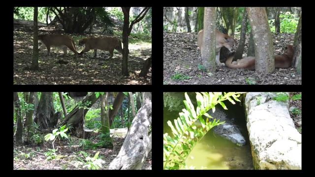XCARET PARK ✅ , Rivera Maya - Cancún, México ?? HD. смотреть онлайн