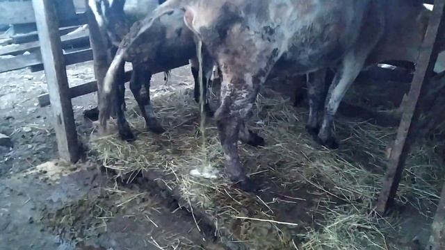 СТОЙЛО ДЛЯ КОРОВ. - ДОРАБОДКИ МОДЕРНИЗАЦИЯ УДОБСТВА. СЕЛЬСКИЙ ТРУД- ЖИЗНЬ ЗА ГОРОДОМ. смотреть онлайн