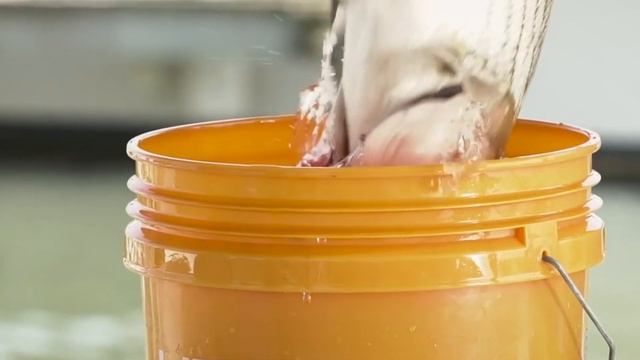 ВНИМАНИЕ! САМАЯ ПОЛЕЗНАЯ РЫБА: СТОИТ КОПЕЙКИ, А ТОЛК ОГРОМНЫЙ