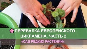 Европейский цикламен, перевалка, часть 2
