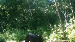 Медведь на приваде. Охота на медведя. Охота и рыбалка на Дальнем Востоке.