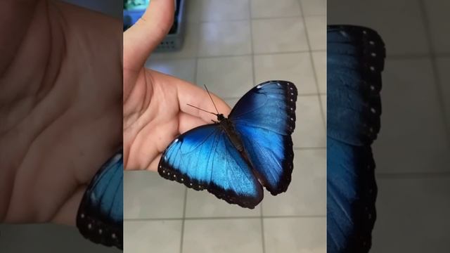 Morpho helenor - дневная бабочка, обитающая в Центральной и Южной Америке.