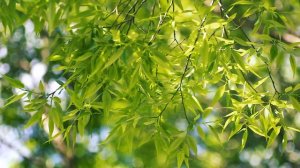 Под ветками красивой Ивы | Футажи красивая природа [FullHD]