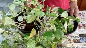 Propagation of marble queen Pothos by layring method|Propagation of Pothos|marble queen Pothos