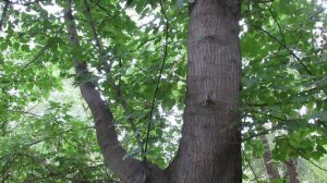 Два дерева срослись.