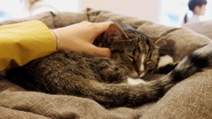 ПИТЕР ЗА НЕДЕЛЮ  | Что посмотреть? | Места, еда, экскурсии #питер #санктпетербург