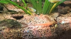 Корм для сомов коридорасов Hikari Tropical Sinking Wafers