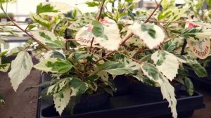 Обзор Растений на Оптовом Складе | Где закупают растения 90% цветочных магазинов?