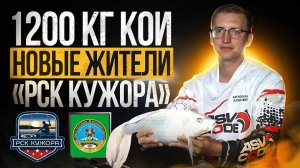 1200 кг Кои. Новые жители РСК "КУЖОРА"