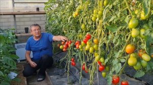 Ускоряем созревание и укрупняем томаты