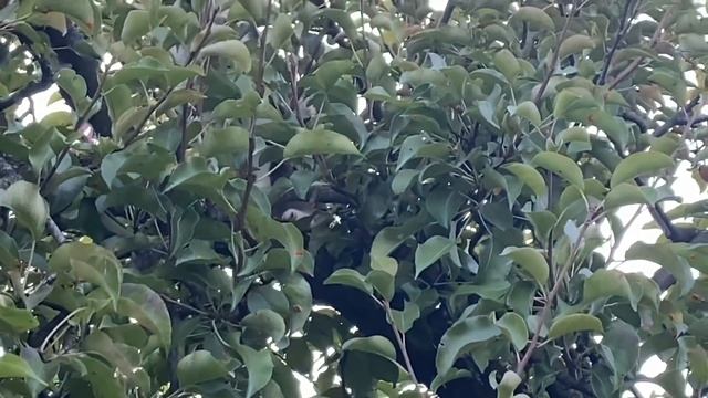 ВЛОГ Приключение на даче / Любопытная Алиска, Женька, мама, Светик и я 11 августа 2020 г. смотреть онлайн