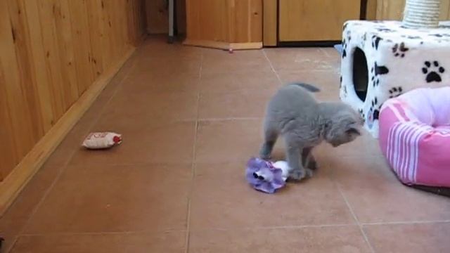 Британский котенок играет с игрушками