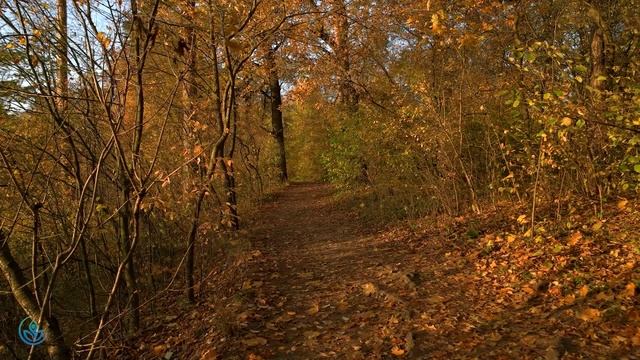 Очаровательные осенние леса под прекрасную фортепианную музыку?Осенняя атмосфера и осенняя листва # смотреть онлайн