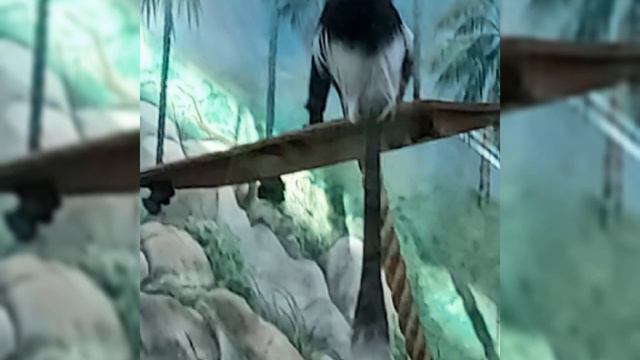 "Тропический дом" Калининградского Зоопарка 19 февраля 2023 смотреть онлайн