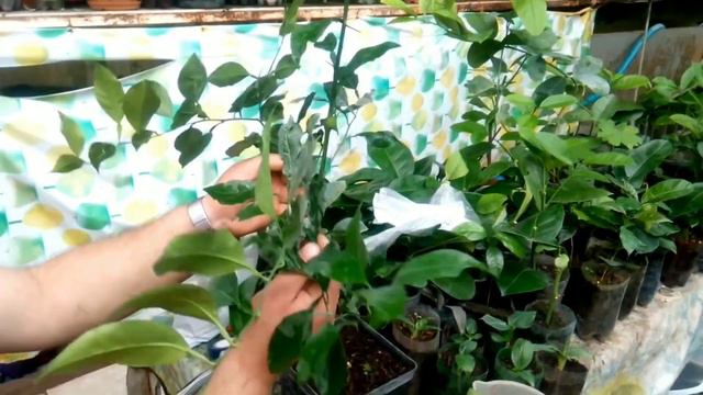 вирощування апельсину смотреть онлайн