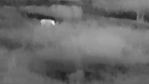 Наблюдение за волком. Тепловизор Arkon ovis sm15.