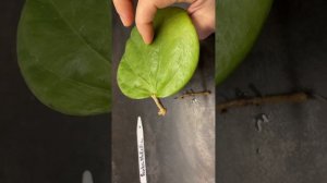 Загнили корни у хойи Пентафлебия. ( Hoya Pentaphlebua). Выбросить или попытаться спасти?