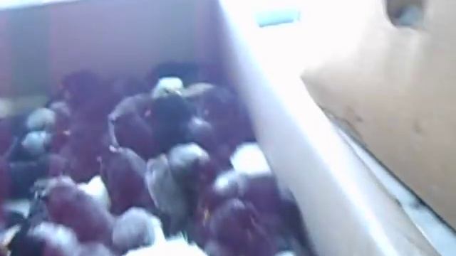 Как определить пол цыплёнка.Цыплята породы Доминант.