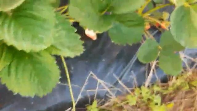 Клубника роксана бомба. Обзор. смотреть онлайн