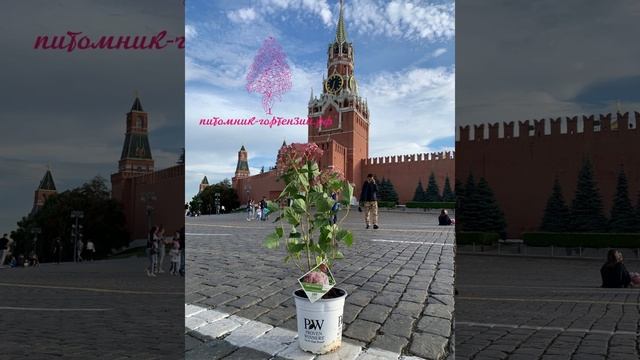 Самая зимостойкая Гортензия в Мире, род древовидная (HYDRANGEA ARBORESCENS) из США и Канады
