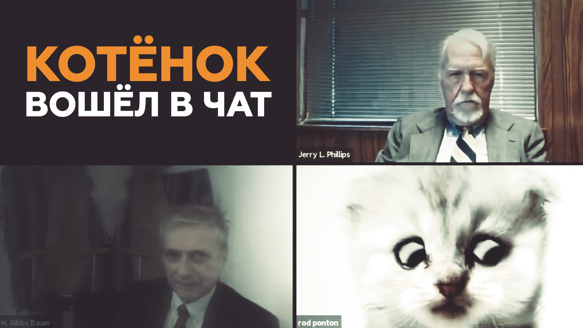 «Я не кот»: американский адвокат подключился к онлайн-заседанию с «кошачьим» фильтром