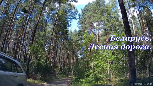 Лесная дорога Беларусь. Forest Scenic Drive in Belarus. Drive through the green covered forest.