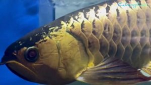 Arowana Fish & Cute Tank Mates - ASMR Series (Arowana Fish Video)