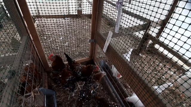 Делаем выгулы курам. Ленинградская белая порода- только плюсы. смотреть онлайн