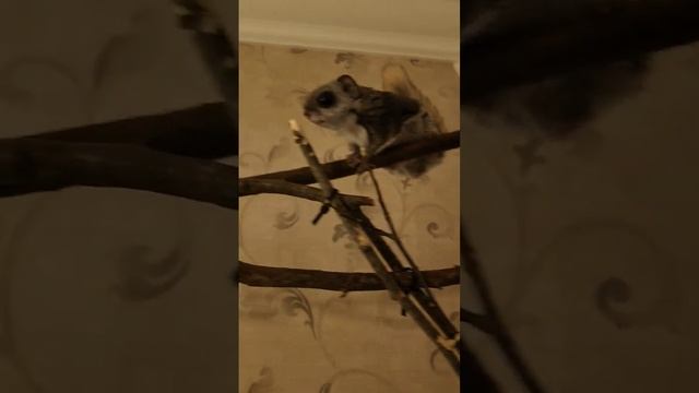 БЕЛКА-ЛЕТЯГА ПОЁТ! Russian flying Squirrel 飞鼠 #animals #flyingsquirrel #momonga #cute #world #fly