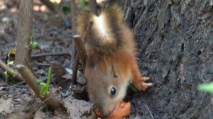 Самый маленький бельчонок в парке