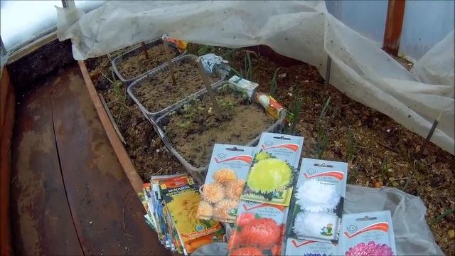 26 апреля выращивание китайской астры дача под Архангельском смотреть онлайн