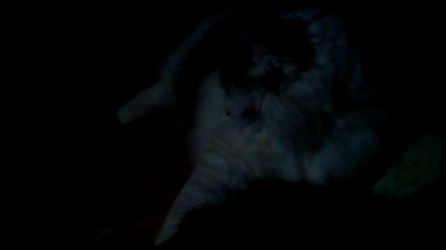 Кот болеет смотреть онлайн