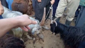 мол бозор пайшанбе Tajikistan рынок животных в таджикистана