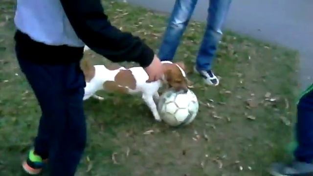 Первая в МИРЕ собака-футболист! смотреть онлайн